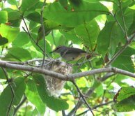 Yucatan Vireo
